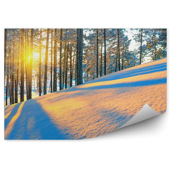 Papier peint Forêt De Conifères D'hiver Au Lever Du Soleil