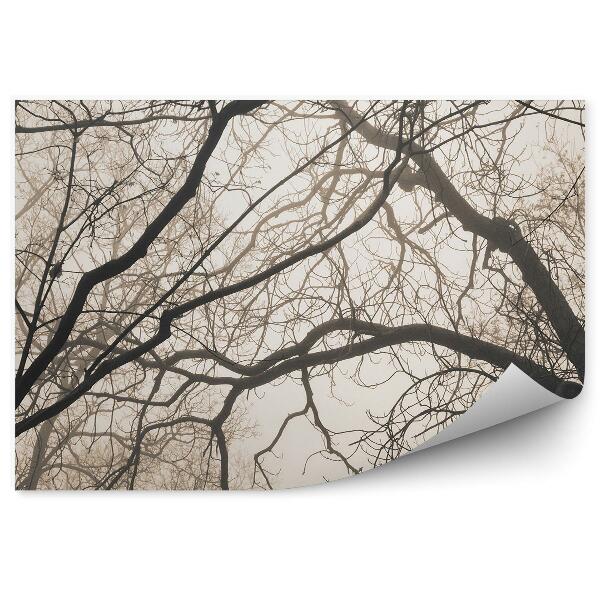 Papier peint Brumes De Branches D'arbres