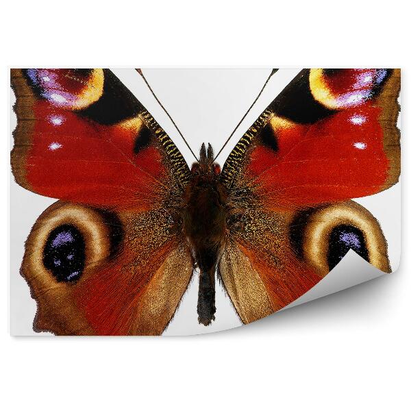 Papier peint Papillon Roux Paon Rouge Yeux Bruns