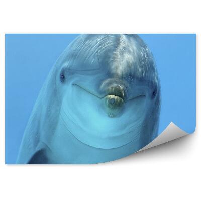 Papier peint Tête De Dauphin