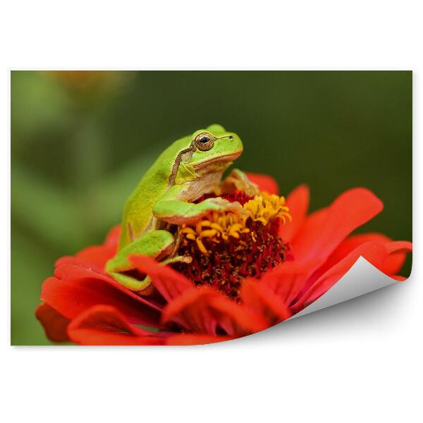 Papier peint Grenouille Verte Sur Une Fleur Rouge