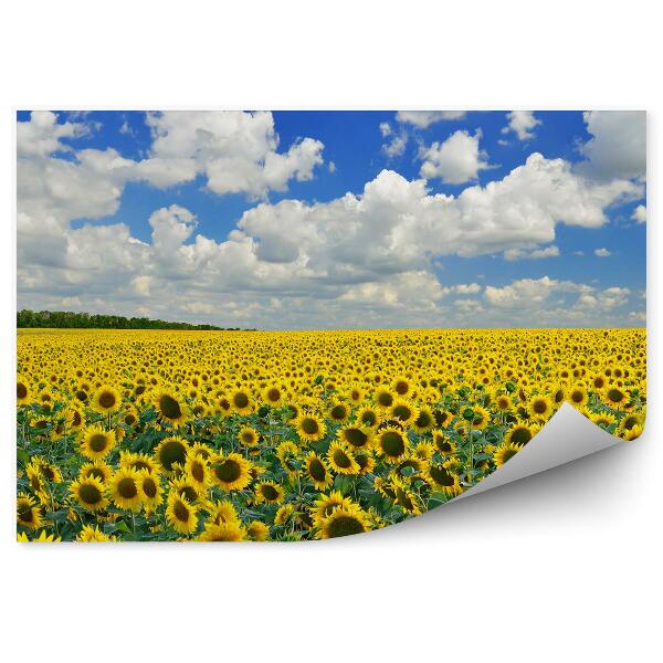 Papier peint Champ de tournesols, nuages de ciel, fleurs