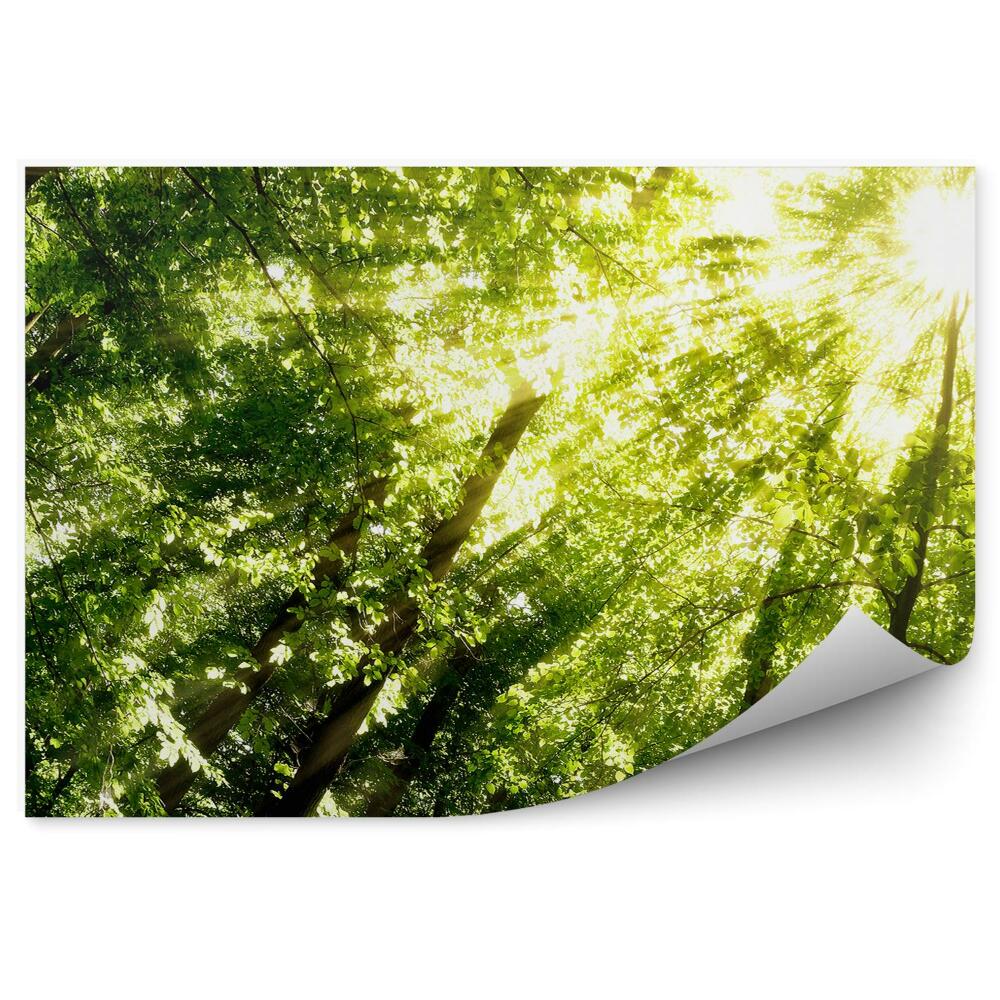 Papier peint Photo de perspective Arbres de la forêt vus d'en bas Rayons de lumière
