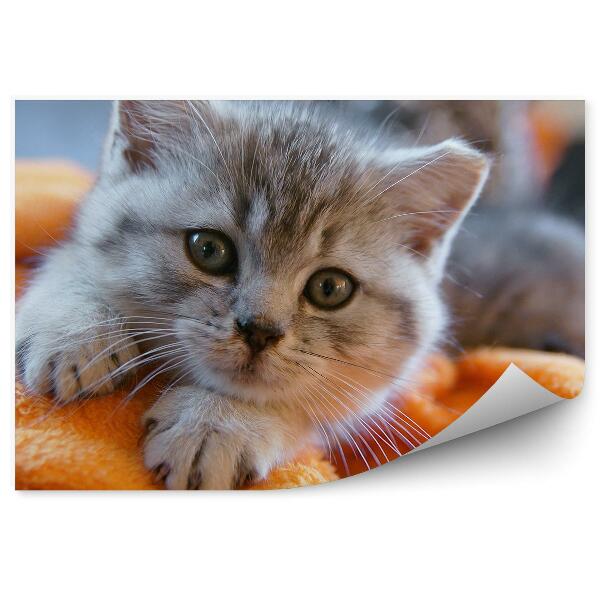 Papier peint Petit Chat Gris Se Reposant Sur Une Couverture Orange