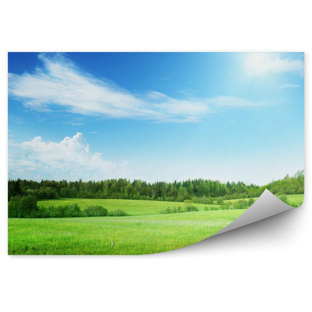 Papier peint Champ Herbe Forêt Arbres Vert Bleu Ciel
