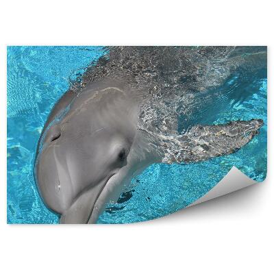 Papier peint Dauphin Et Eau Bleue