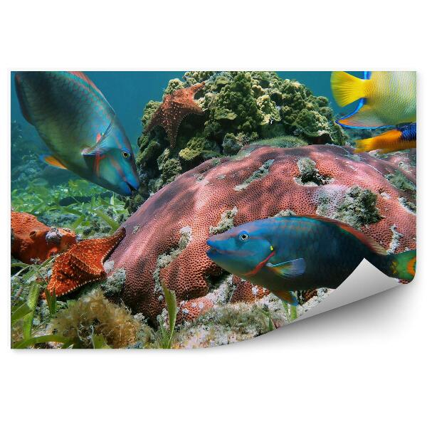 Papier peint Poisson tropical de récif coloré Gros plan