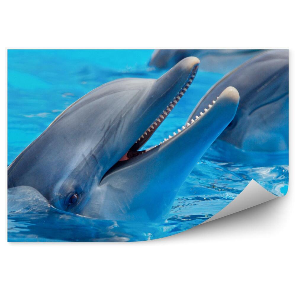 Papier peint Trois Dauphins Dans L'eau
