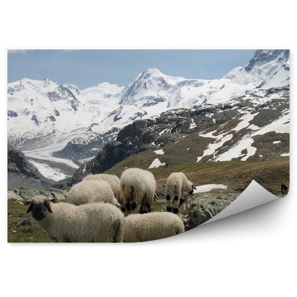 Papier peint Mouton Montagne Monte Rosa Alpes Neige Hiver Nuages Ciel