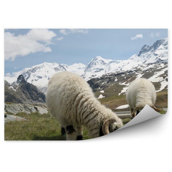 Papier peint Mouton Montagne Monte Rosa Alpes Neige Hiver Nuages Ciel Herbe