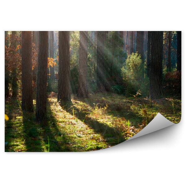 Papier peint Brume De Forêt D'automne