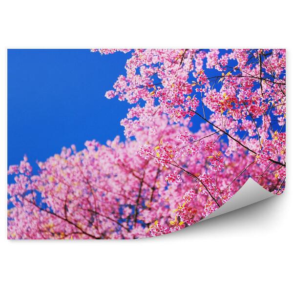 Papier peint Cherry Blossom Tree Blue Sky Japon