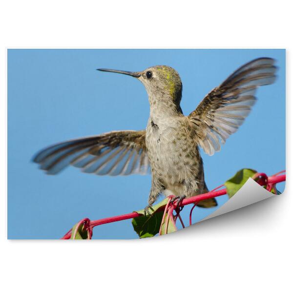 Papier peint Colibri bleu sur fond de fleurs rouges fuchsia