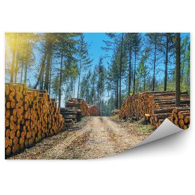 Papier peint Pile de troncs d'arbres forêt chemin route