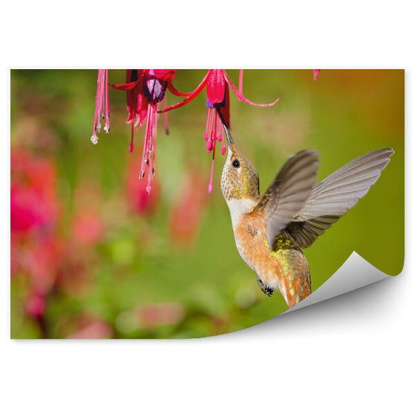 Papier peint Fuchsia rouge fond vert plantes colibris