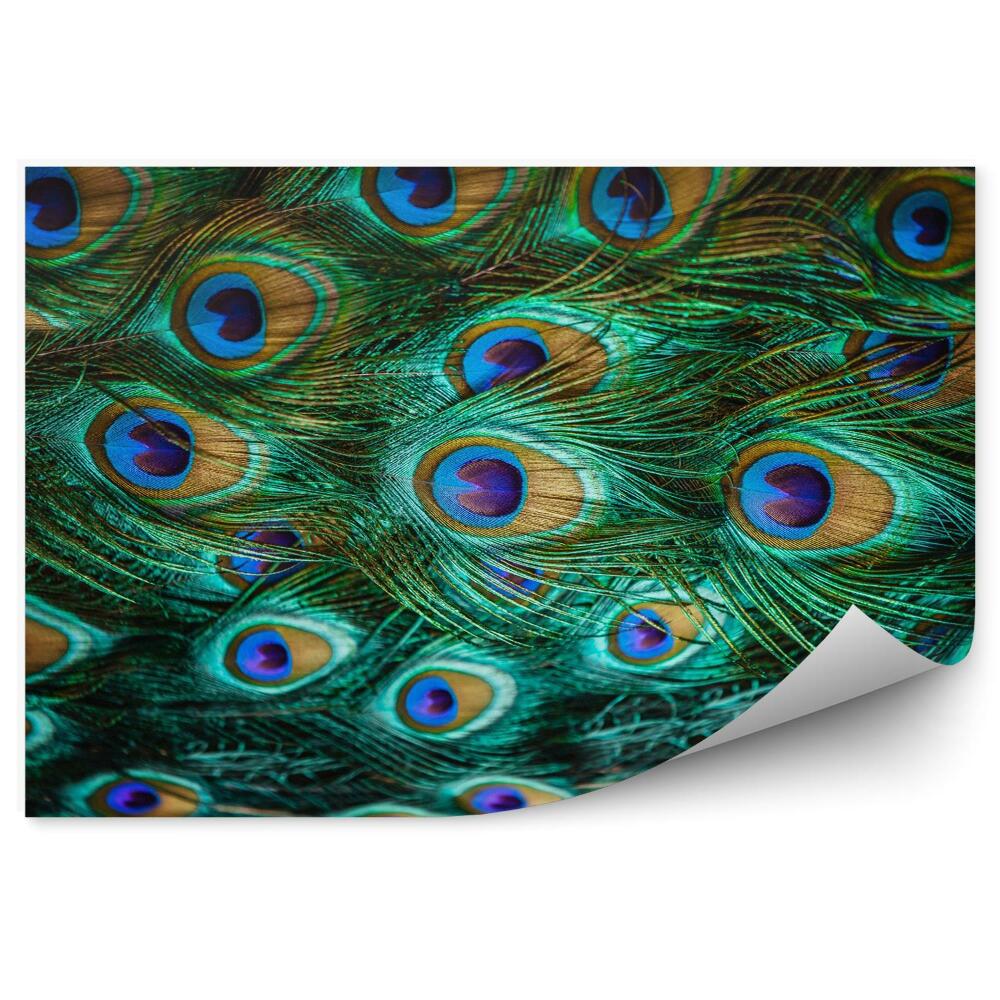 Papier peint panoramique Plumes de paon colorées