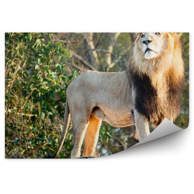 Papier peint Lion Mâle Dans La Jungle