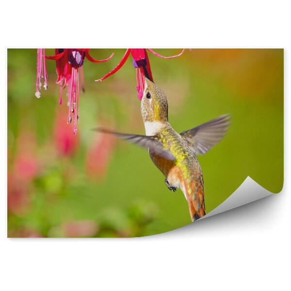 Papier peint Fleurs rouges fuchsia vertes sur fond de colibris