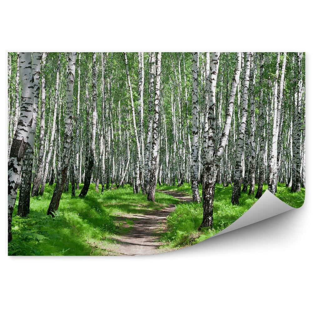 Papier peint Paysage d'été dans un bois de bouleaux Litière dense Allée de fougères parmi les arbres