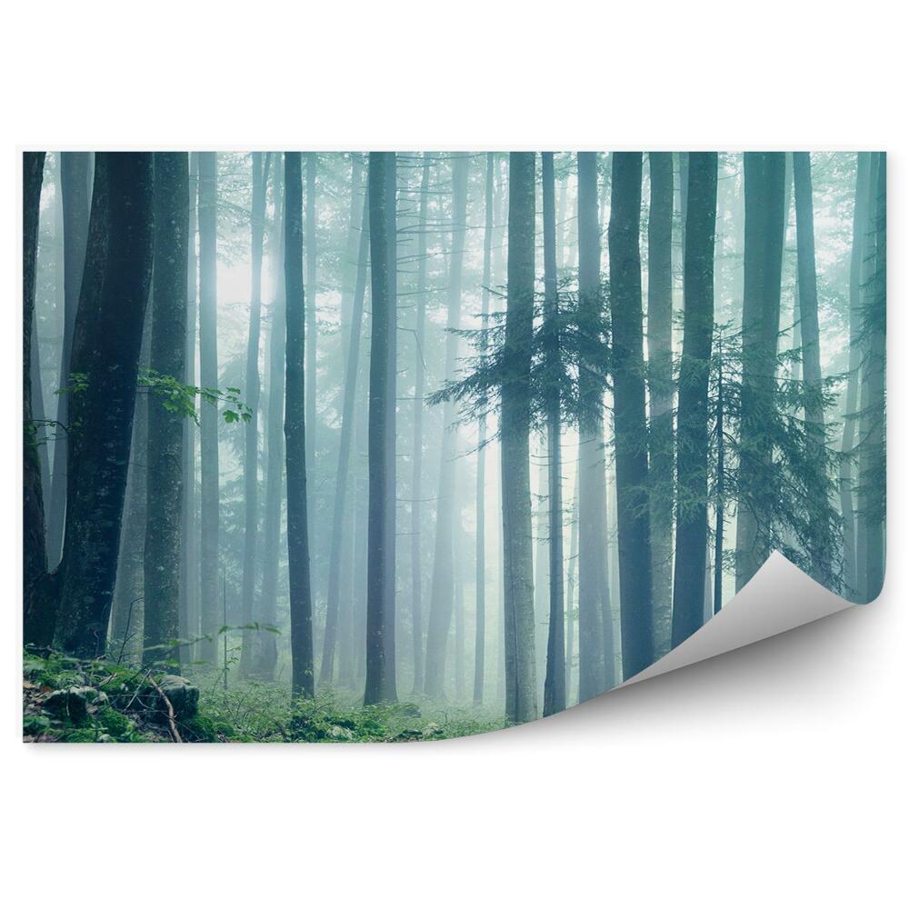Papier peint Paysage forestier brumeux herbe verte