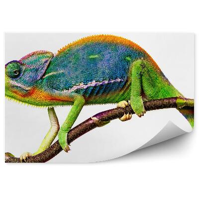 Papier peint Caméléon Coloré Sur Une Brindille