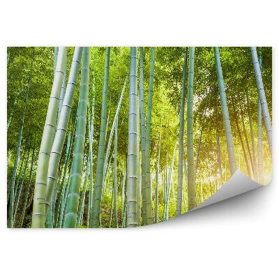 Papier peint Arbustes forestiers verts Bambou ensoleillé