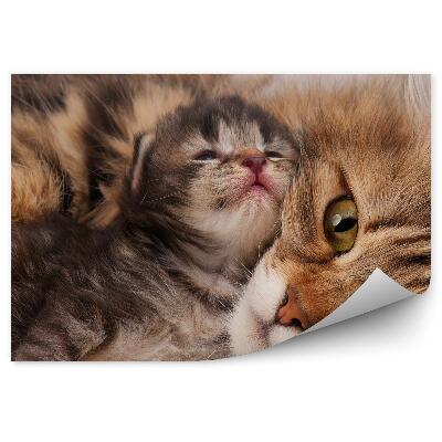 Papier peint Chat Sibérien Jeune Chaton Bambin