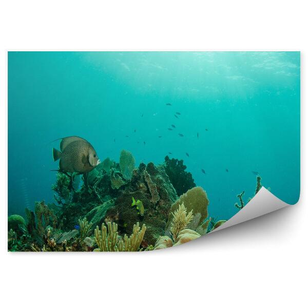 Papier peint Vue sur le récif Mer des Caraïbes