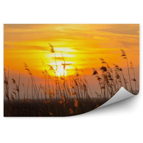 Tapisserie murale Lever de soleil sur des roseaux dans un champ