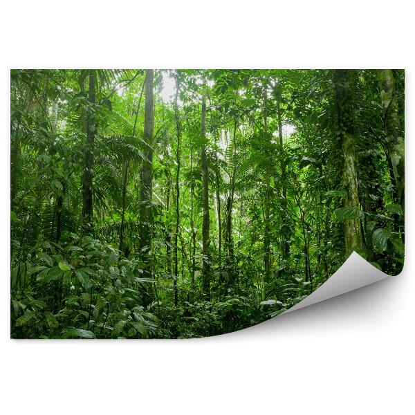 Papier peint Forêts tropicales humides Amazonie