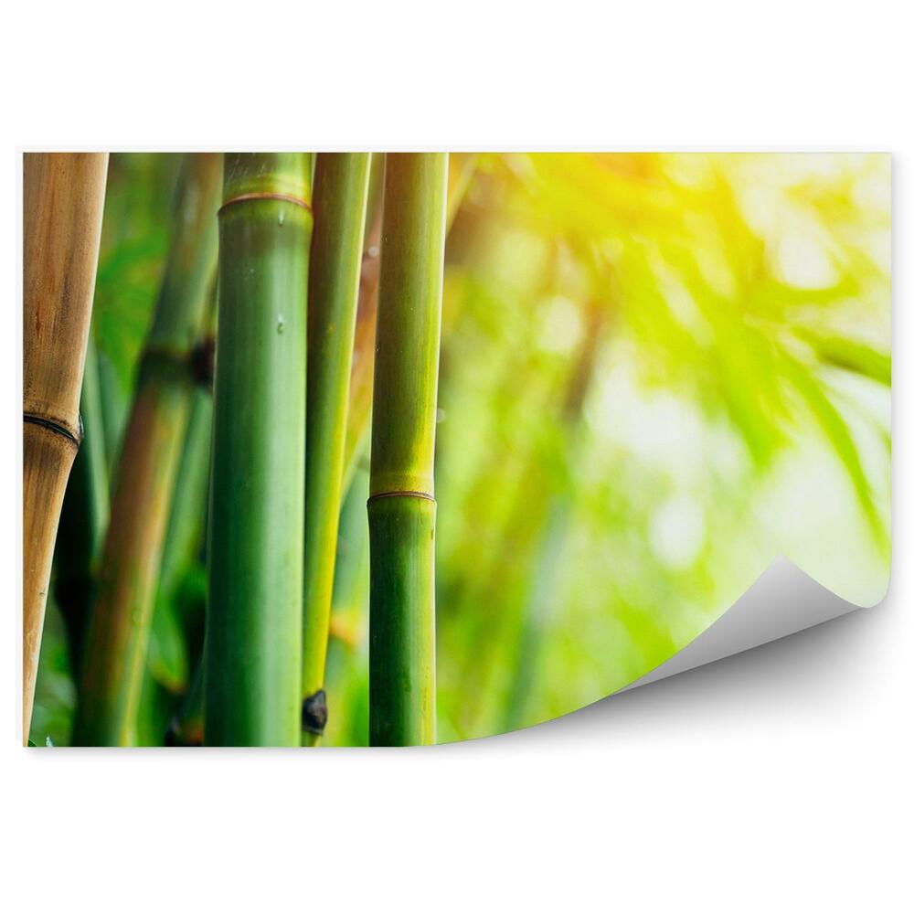 Papier peint Forêt de bambous Gros plan Vert brun lueur