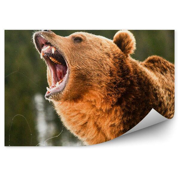 Papier peint Ours Grizzly Rugissant