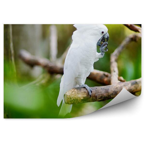 Papier peint Perroquet Cacatoès Blanc Sur Une Branche