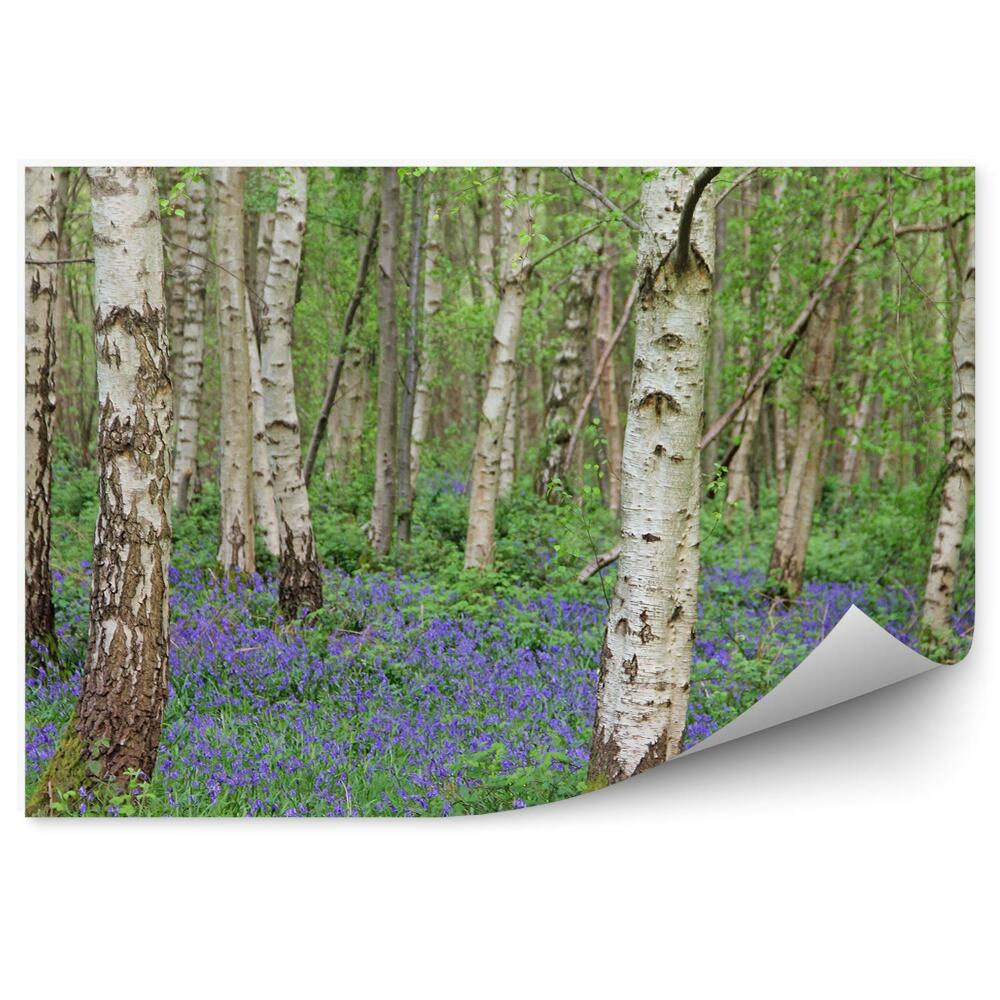 Papier peint Fleurs bleues parmi les bouleaux