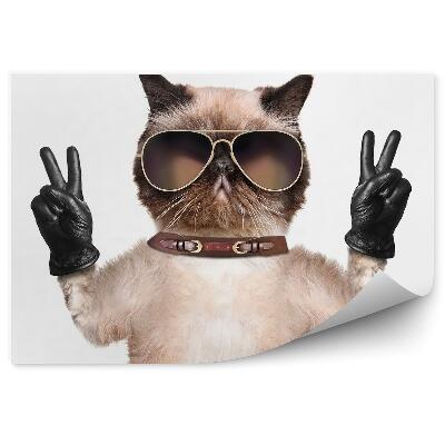 Papier peint Chat Drôle Lunettes Gants En Cuir Fond Blanc