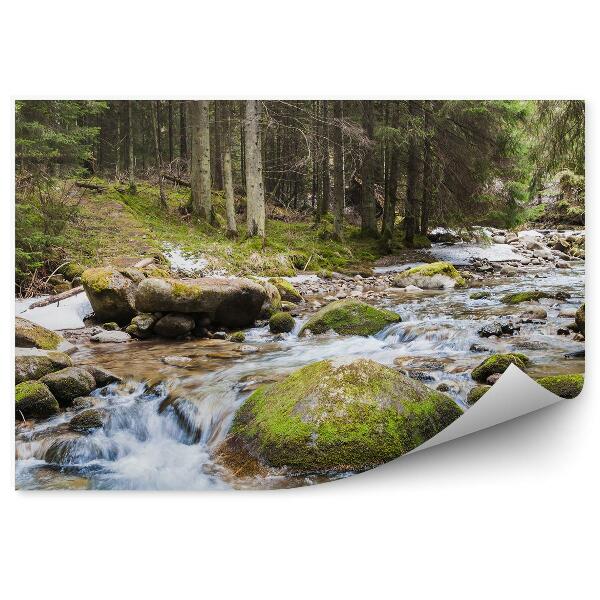 Papier peint Forêt Rivière Eau