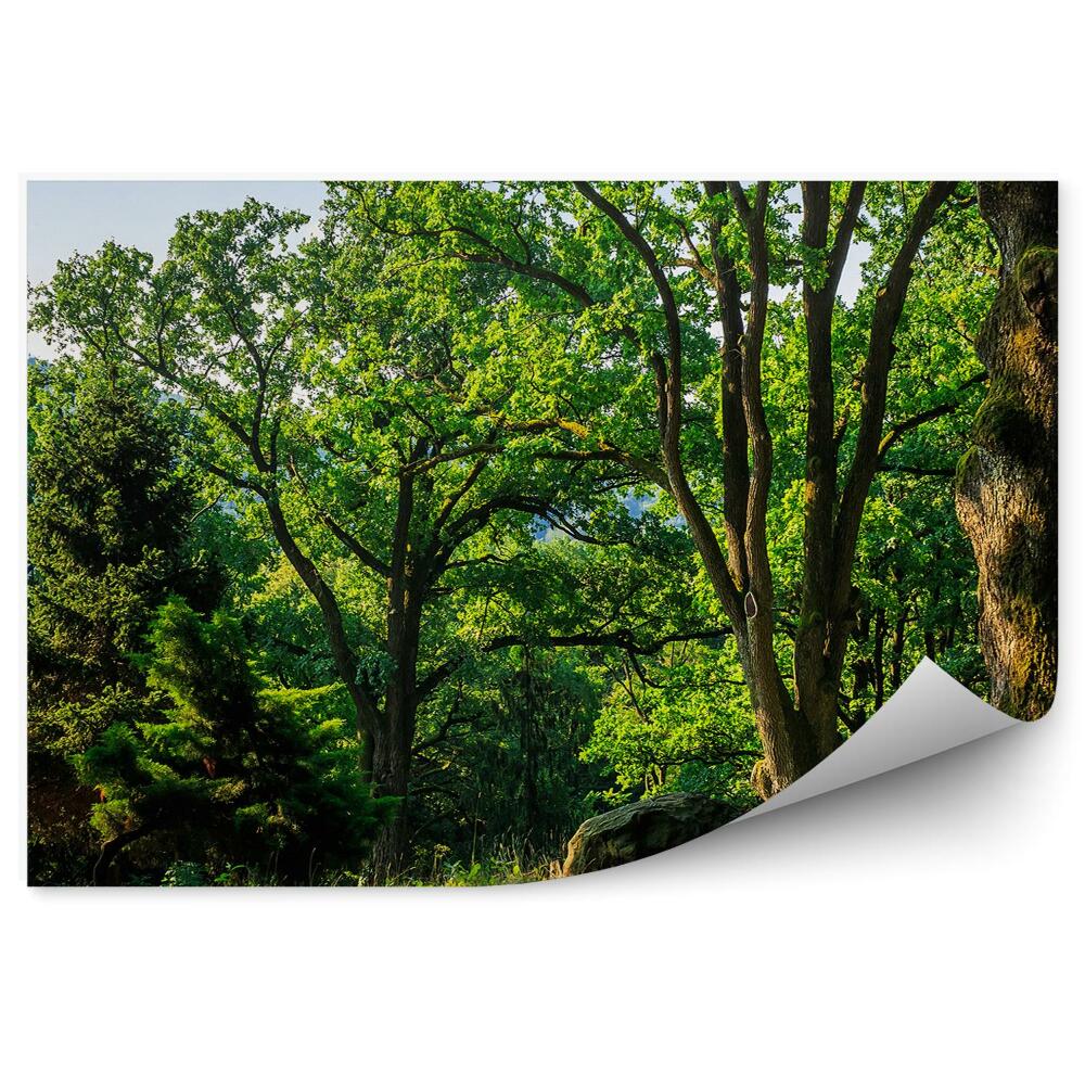 Papier peint Arbres Été Vert Arbres de Noël Montagnes