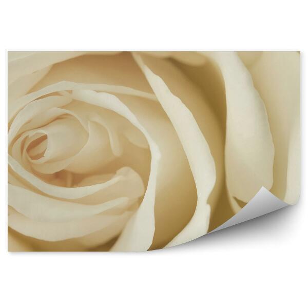 Papier peint Fond de fleurs roses blanches