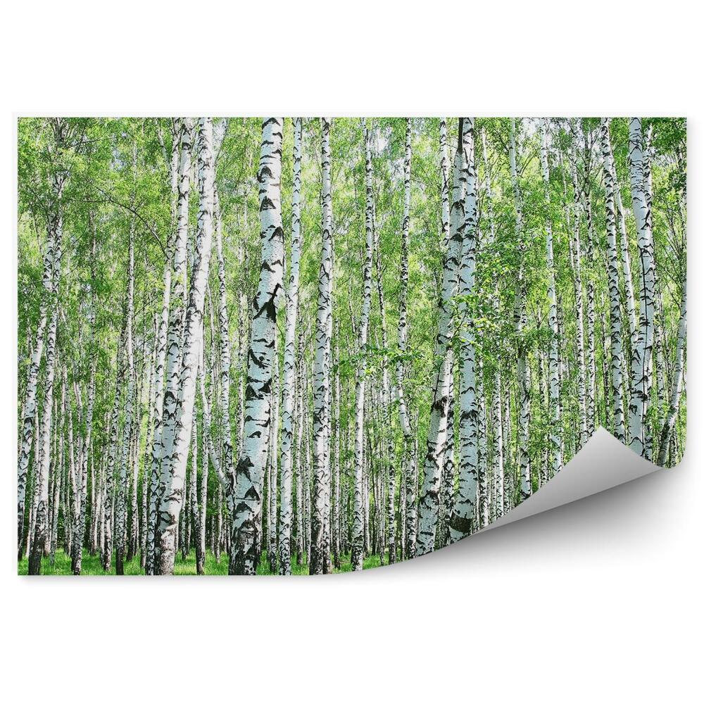 Papier peint Forêt De Bouleaux Herbe