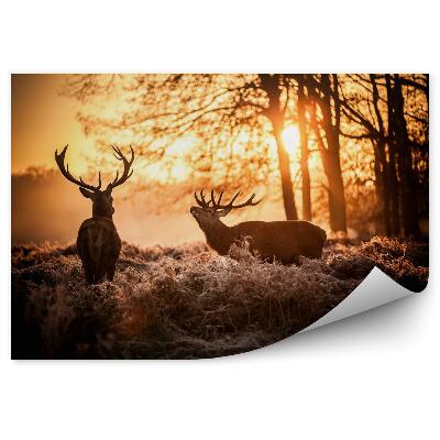 Papier peint panoramique Cerf dans le soleil du matin.