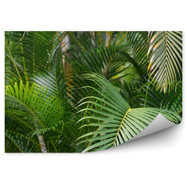 Papier peint Feuilles de palmier Forêt tropicale