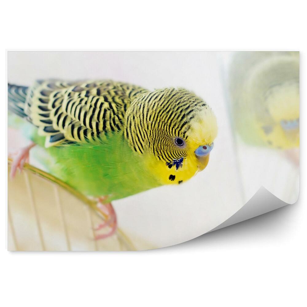 Papier peint Perroquet Ondulé