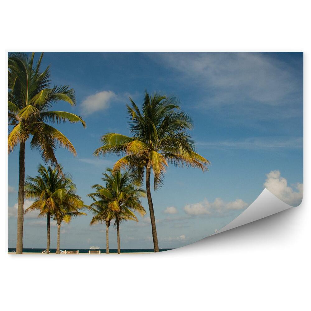 Papier peint plage palmiers ciel bleu amérique