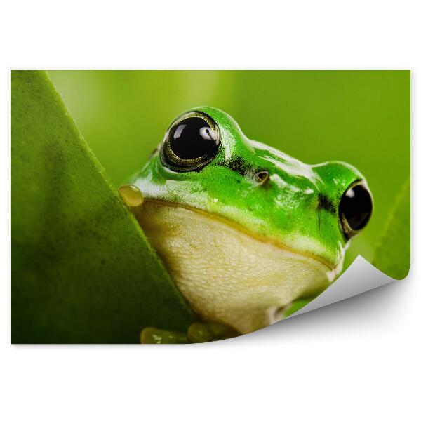 Papier peint Grenouille Regardant Derrière Une Feuille