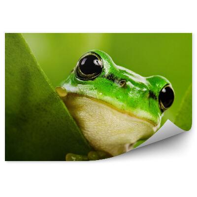 Papier peint Grenouille Regardant Derrière Une Feuille