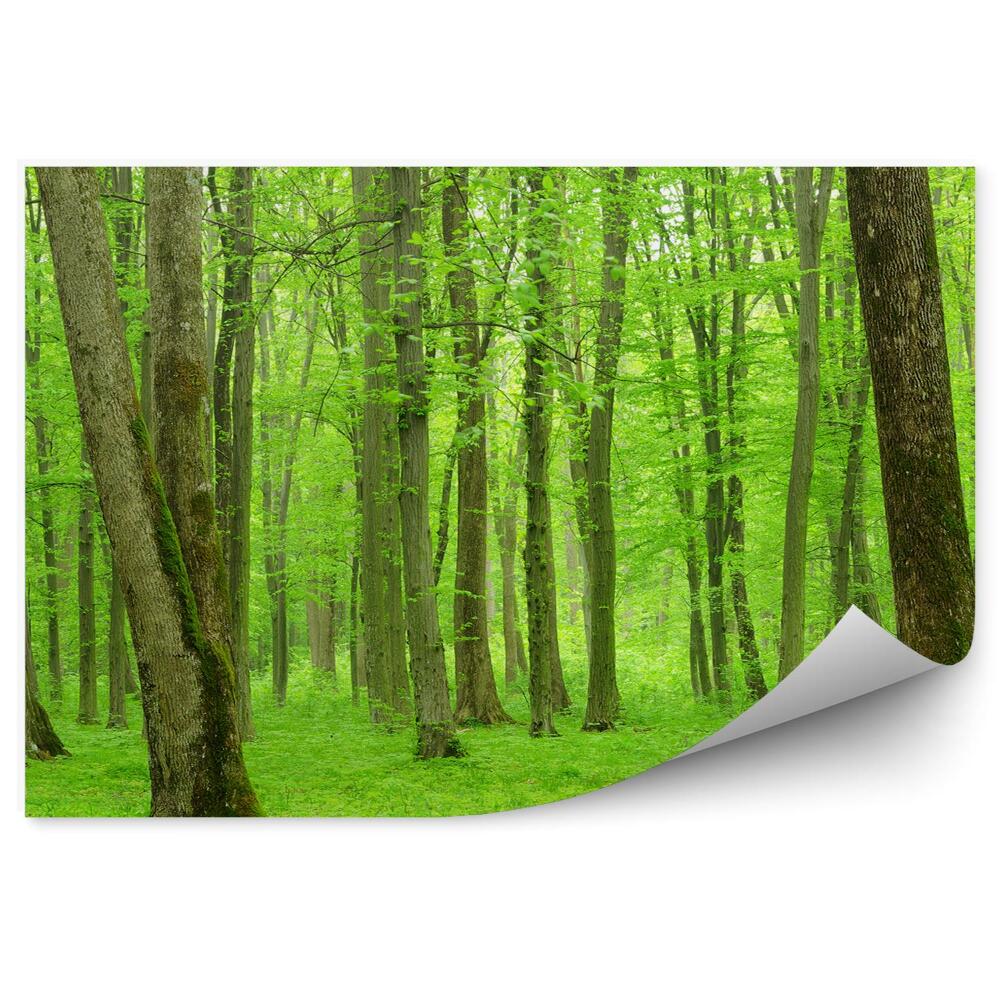 Papier peint Arbres forestiers verts succulents Nature