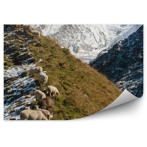 Papier peint Troupeau De Moutons Pente Alpes Françaises Hiver Neige