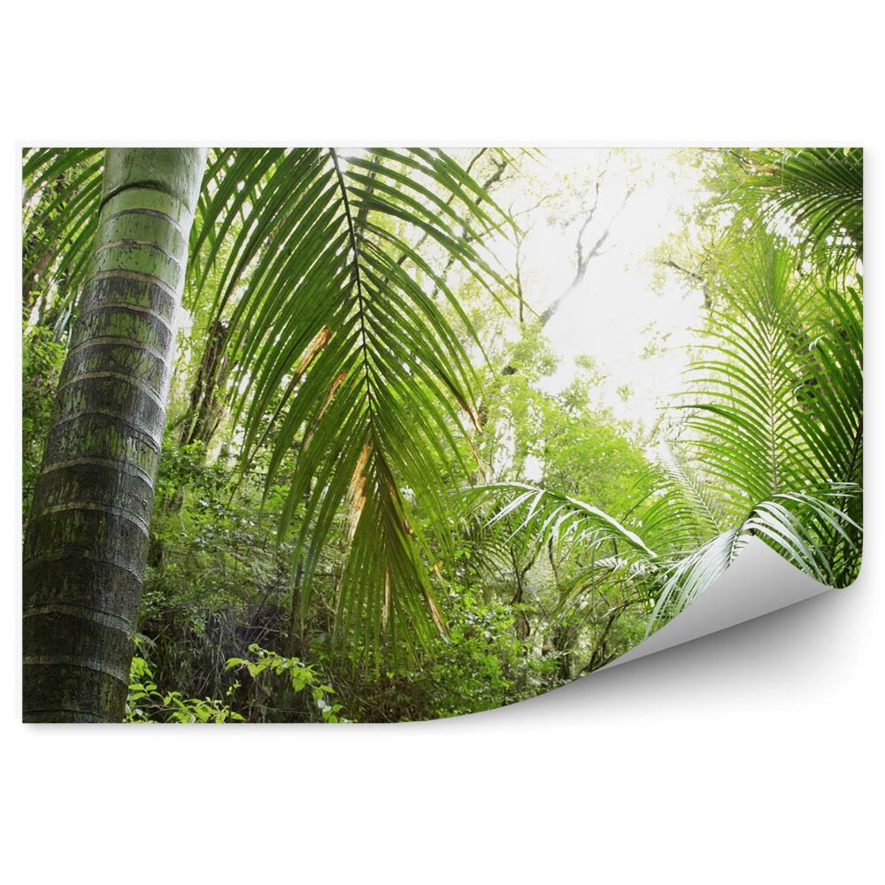 Papier peint Perspective sur forêt lumière tropicale