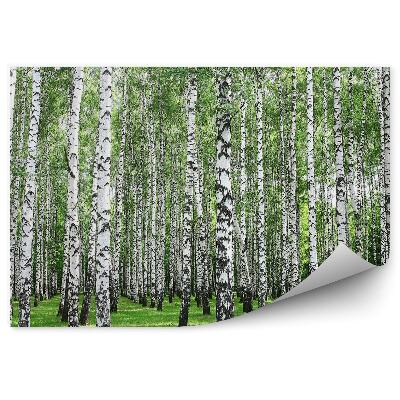 Papier peint Bois de bouleau printanier Troncs blancs