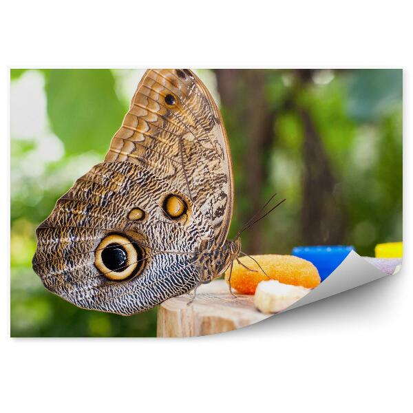 Papier peint Papillon Hibou Grandes Ailes Yeux Fruits Table